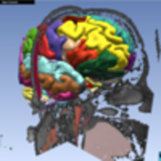 openanatomybrowser.png Open Anatomy